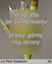 Carex pairae (turzyca najeÅ¼ona)