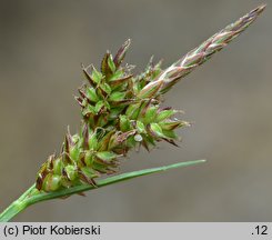Carex pilulifera (turzyca piguÅ‚kowata)