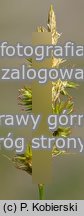 Carex pseudo-brizoides (turzyca Reichenbacha)