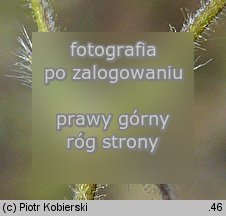Cerastium brachypetalum (rogownica drobnokwiatowa)