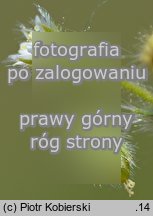 Cerastium brachypetalum (rogownica drobnokwiatowa)