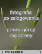 Cerastium dubium (rogownica lepka)