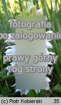 Dactylorhiza majalis (kukułka szerokolistna typowa)