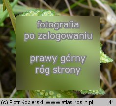 Dryopteris cristata (nerecznica grzebieniasta)