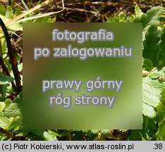 Dryopteris cristata (nerecznica grzebieniasta)