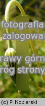 Geranium palustre (bodziszek bÅ‚otny)