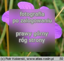 Geranium palustre (bodziszek bÅ‚otny)
