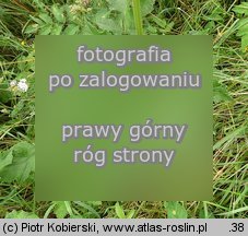 Heracleum sphondylium ssp. sphondylium (barszcz zwyczajny typowy)