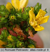 Hypericum montanum (dziurawiec skąpolistny)