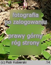 Lathyrus niger (groszek czerniejący)