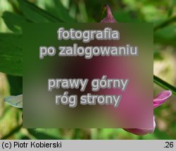 Lathyrus niger (groszek czerniejący)