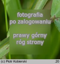 Lathyrus palustris (groszek błotny)