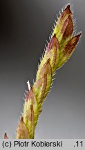 Leersia oryzoides (zamokrzyca ryżowa)