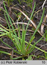 Littorella uniflora (brzeżyca jednokwiatowa)