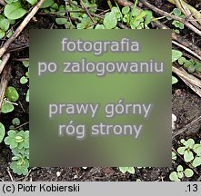 Montia fontana ssp. chondrosperma (zdrojek błyszczący mniejszy)