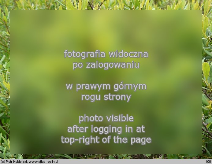 Myrica gale (woskownica europejska)