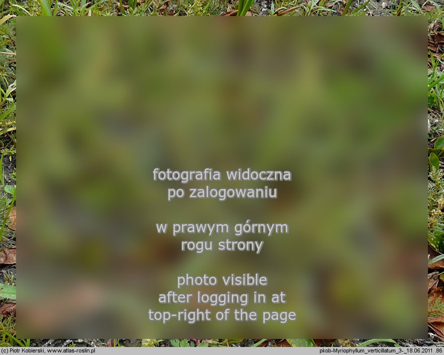 Myriophyllum verticillatum (wywłócznik okółkowy)