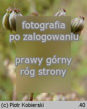 Pimpinella saxifraga ssp. saxifraga (biedrzeniec mniejszy typowy)