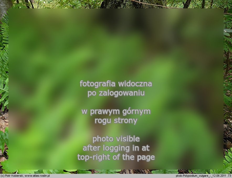 Polypodium vulgare (paprotka zwyczajna (s.l.))