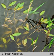 Potamogeton nodosus (rdestnica nawodna)
