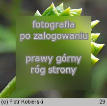 Ranunculus sardous (jaskier sardyński)