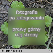 Ranunculus sardous (jaskier sardyÅ„ski)