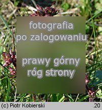 Saxifraga granulata (skalnica ziarenkowata)