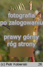 Saxifraga granulata (skalnica ziarenkowata)