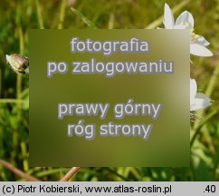 Spergula arvensis (sporek polny)
