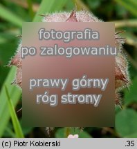 Trifolium fragiferum ssp. fragiferum (koniczyna rozdÄ™ta typowa)