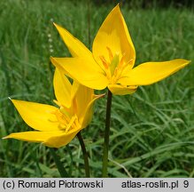 Tulipa sylvestris (tulipan dziki)