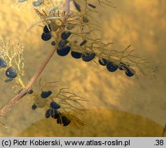 Utricularia vulgaris (pÅ‚ywacz zwyczajny)