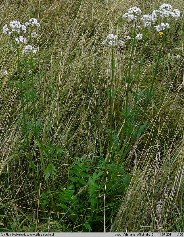 Valeriana officinalis (kozÅ‚ek lekarski)