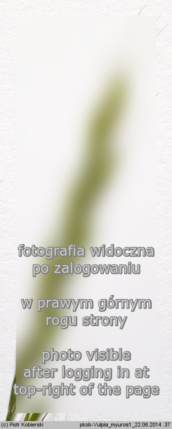 Vulpia myuros (wulpia mysi ogon)