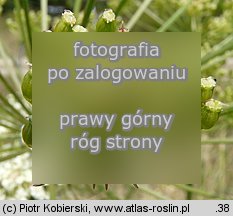Peucedanum oreoselinum (gorysz pagÃ³rkowy)