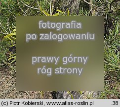 Viscum album ssp. austriacum (jemioÅ‚a pospolita rozpierzchÅ‚a)