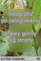 Polygala vulgaris (krzyÅ¼ownica zwyczajna)