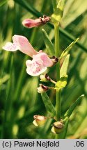 Scutellaria minor (tarczyca mniejsza)