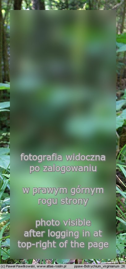 Botrychium virginianum (podejźrzon wirginijski)