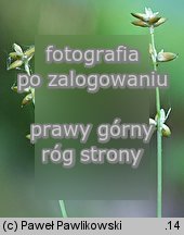 Carex loliacea (turzyca życicowa)