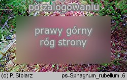 Sphagnum rubellum (torfowiec czerwonawy)