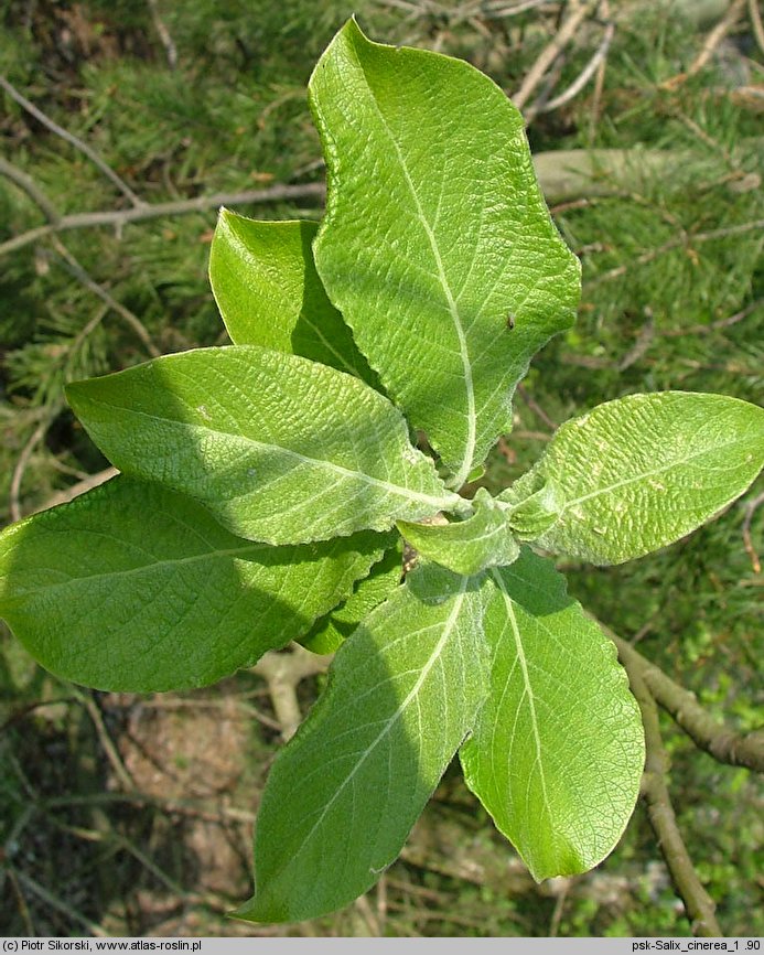 Salix cinerea (wierzba szara)