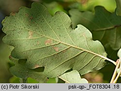 Quercus pubescens (dąb omszony)