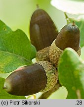 Quercus pubescens (dÄ…b omszony)