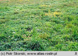 Agrostis stolonifera-Potentilla anserina
