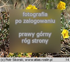 posłonek alpejski skalny (Helianthemum alpestre ssp. rupifragum)