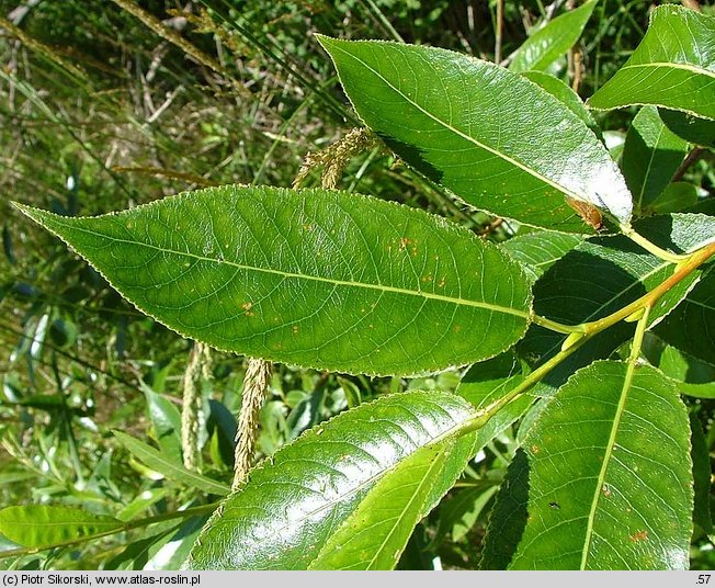 Salix pentandra (wierzba piÄ™cioprÄ™cikowa)