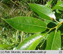 Salix pentandra (wierzba pięciopręcikowa)