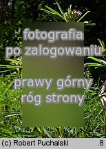 Trifolium lupinaster (koniczyna łubinowata)