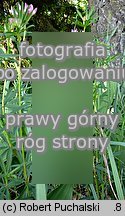 Trifolium lupinaster (koniczyna łubinowata)